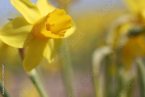Fototapeta Naklejka Na Ścianę i Meble -  Field of yellow daffodils
