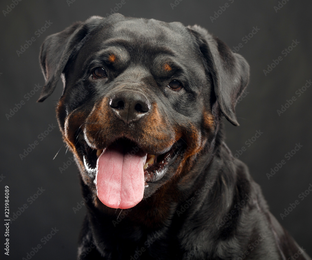 Rottweiler Dog Isolated on Black Background in studio Rottweiler Dog Isolated on Black Background in studio