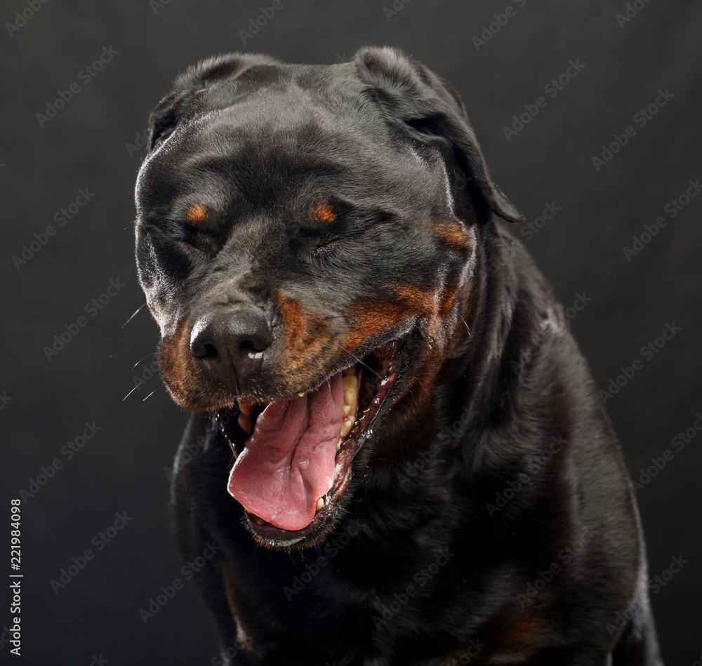 Fototapeta premium Rottweiler Dog Isolated on Black Background in studio