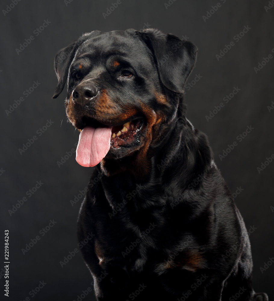 Rottweiler Dog Isolated on Black Background in studio Rottweiler Dog Isolated on Black Background in studio