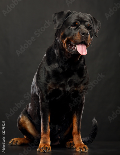 Rottweiler Dog  Isolated  on Black Background in studio © TrapezaStudio