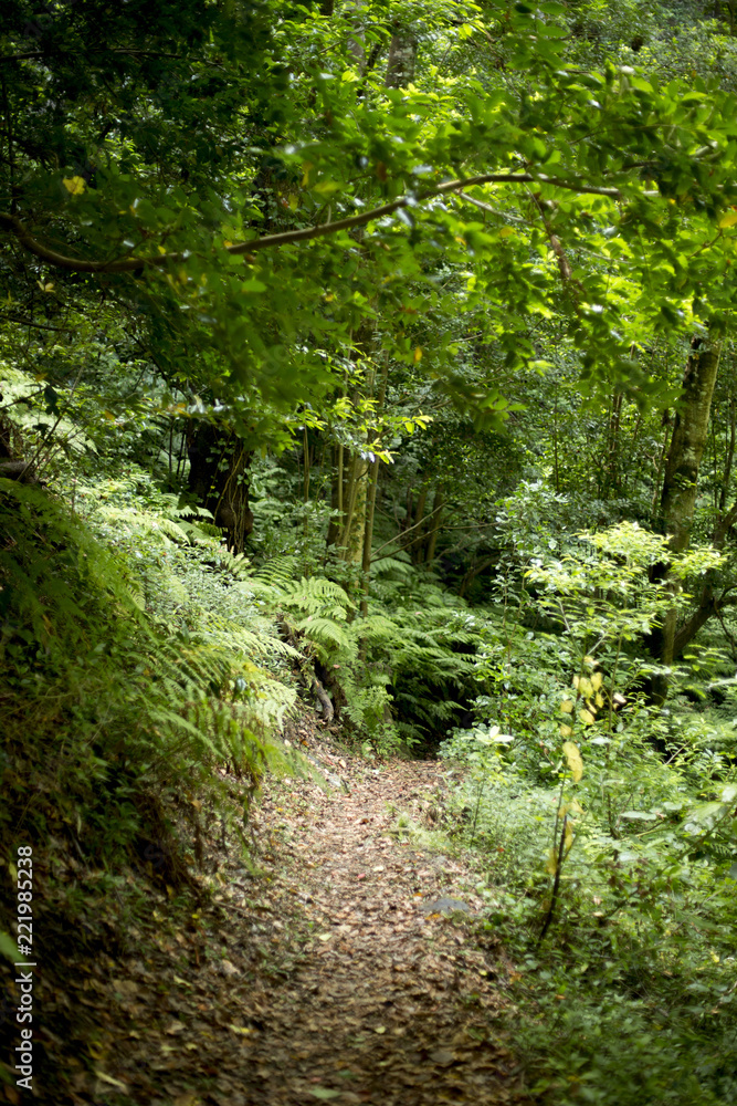 Forest in the Canary Islands with a spectacular light Forest in the Canary Islands with a spectacular light