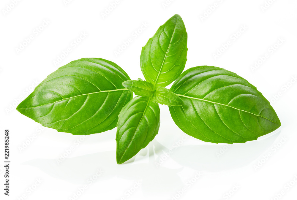 fresh green basil leaves isolated on white background - obrazy, fototapety, plakaty 