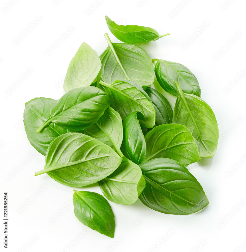 Fototapeta premium fresh green basil leaves isolated on white background