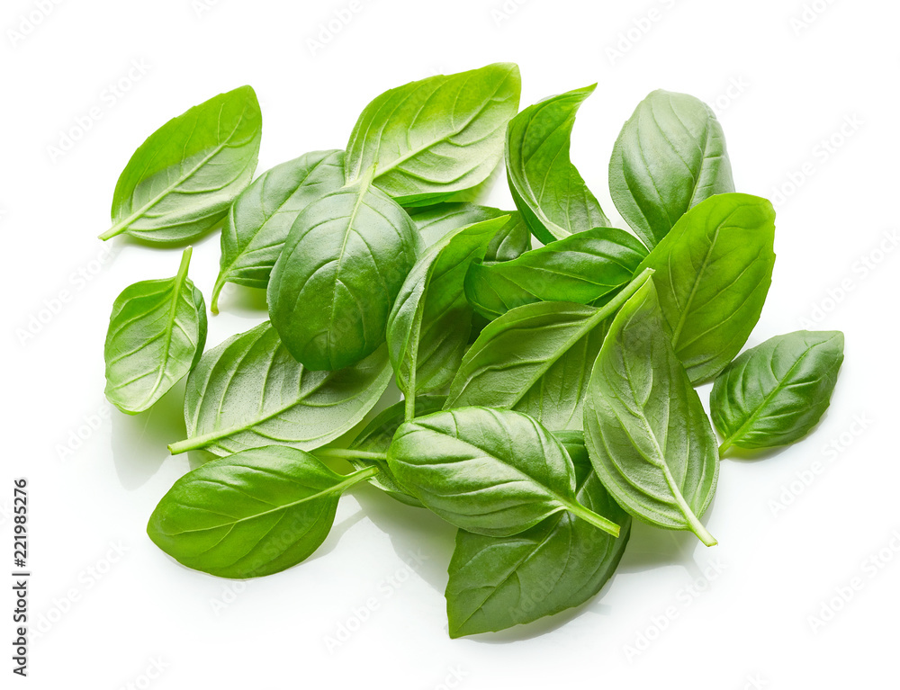 fresh green basil leaves isolated on white background fresh green basil leaves isolated on white background