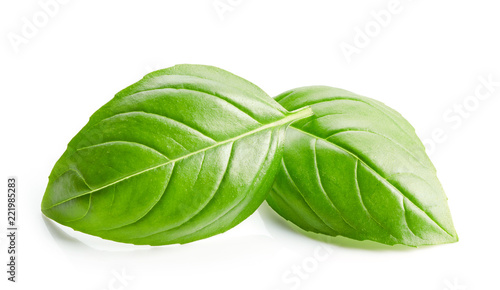 fresh green basil leaves isolated on white background