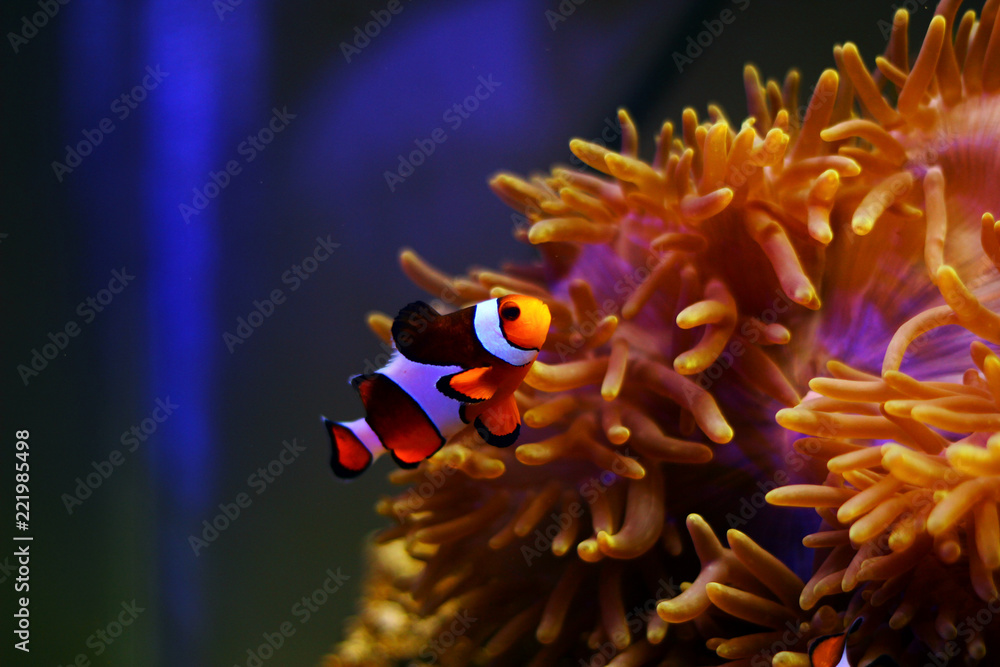 Naklejka premium Clown Fish - The most popular saltwater fish in the world