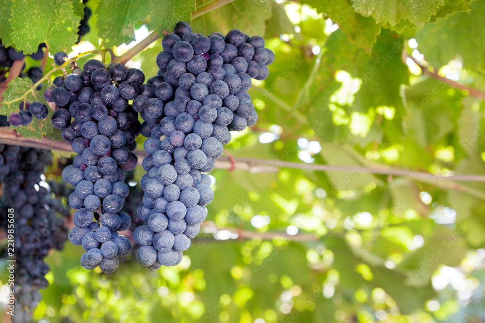 Blue grapes with green leaves background