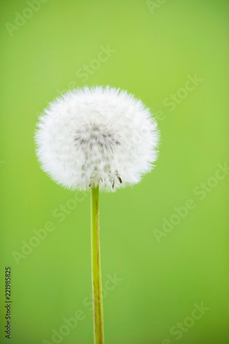 Fototapeta Naklejka Na Ścianę i Meble -  Close-up of faded dandelion with faded green background.