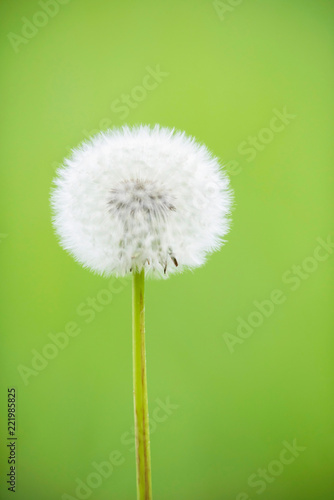Close-up of faded dandelion with faded green background.