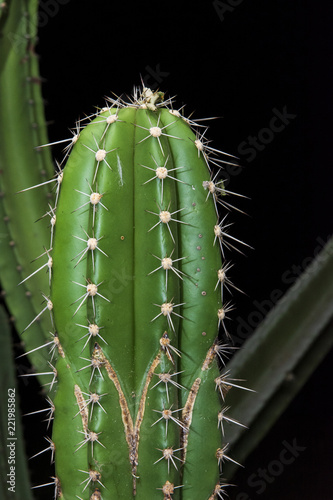 Kleiner grüner Kaktus