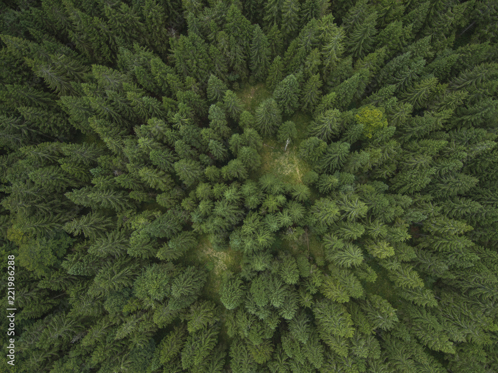 Aerial photo of a green spruce forest in late summer