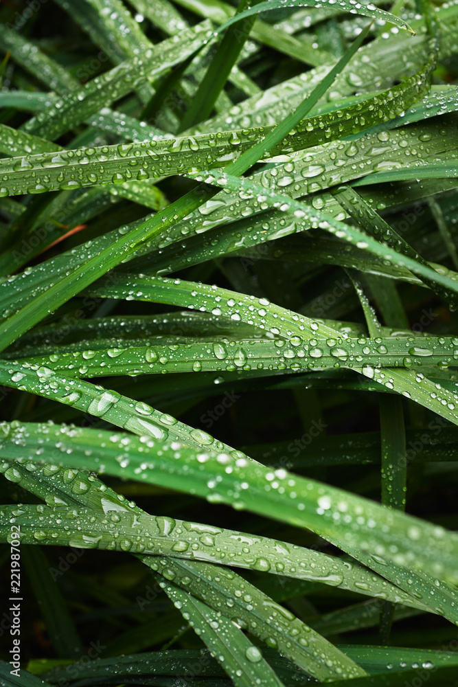 Closeup shot of drops of clear water covering green blades of fresh grass in garden Closeup shot of drops of clear water covering green blades of fresh grass in garden