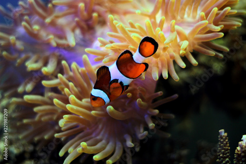 Clown Fish - The most popular saltwater fish in the world 