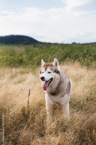 Portrait of free siberian husky dog with brown eyes sitting in the field at sunset