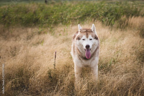 Close-up portrait of beautiful siberian husky dog with brown eyes sitting in the grass at sunset