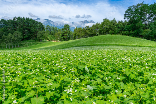 信州の風物詩　そばの花と北アルプス　中山高原
