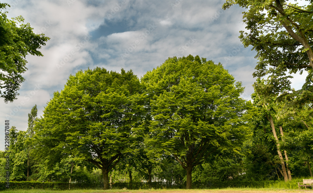 Obraz premium Trees in park