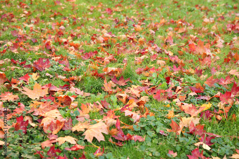 Autumn maple leaves on green grass