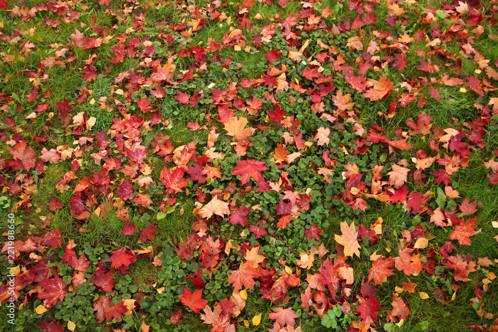 Autumn maple and birch leaves on green grass