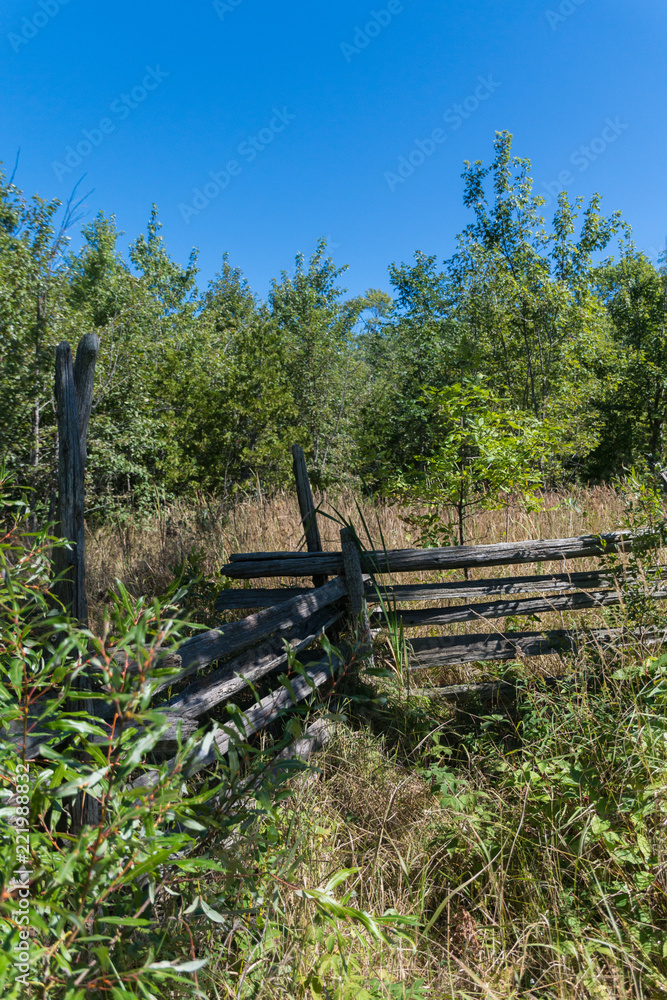 Overgrown split rail cedar farm fence on Manitoulin island Overgrown split rail cedar farm fence on Manitoulin island