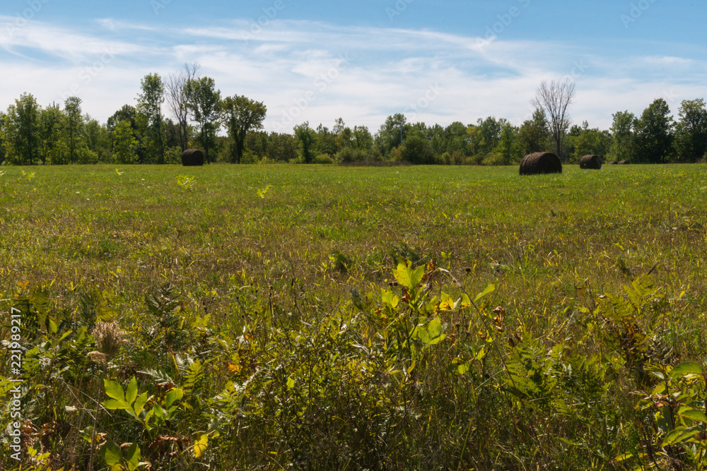 Peaceful sunny hayfield with round bales on Manitoulin island