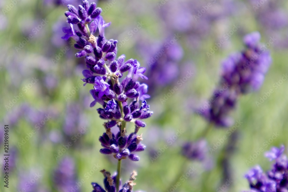 Fototapeta premium Lavender flowers close up