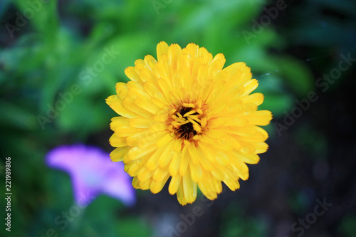 Yellow flower in the garden