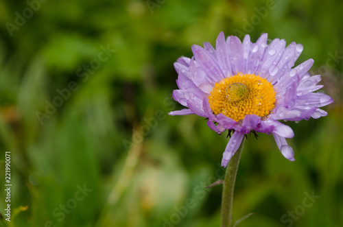 Aster drops