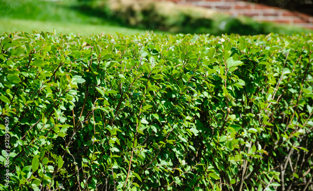 Segment of neatly trimmed green fence from a short distance Segment of neatly trimmed green fence from a short distance