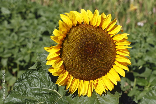 Fototapeta Naklejka Na Ścianę i Meble -  Sonnenblume