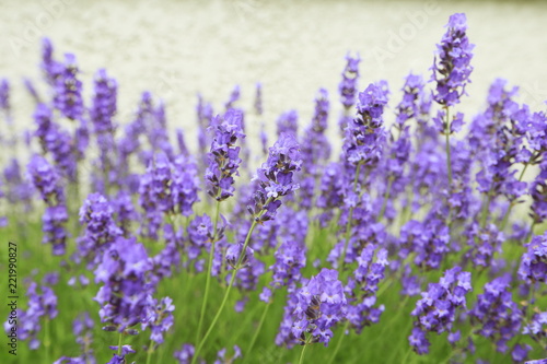 Image of Lavender © UMI
