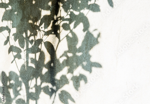 leaves shadow on the wall