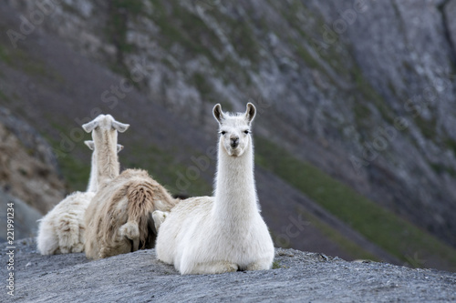 A herd of Llamas on the famous tour de France site, Col du Tourmalet , escaped from a camping site where they were used as lawnmowers in 2015 © SILVERBACK