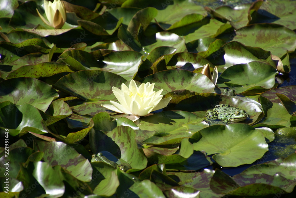 Teichfrosch mit Seerosenblüte 325 Teichfrosch mit Seerosenblüte 325