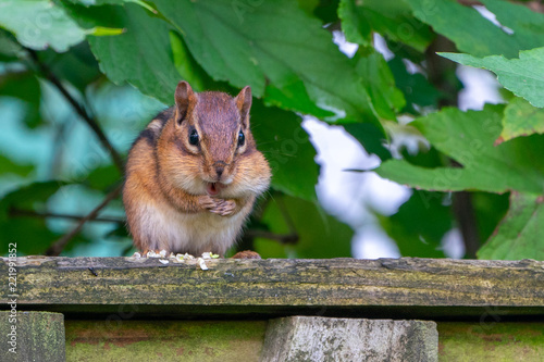 Chipmunk Eating with big cheeks on a Fence