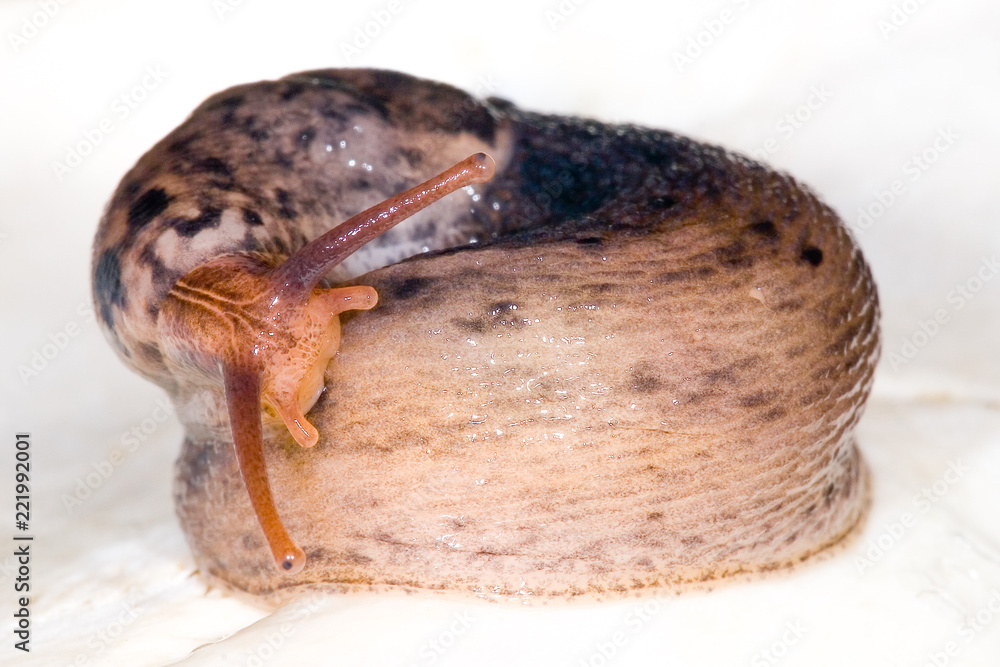 a brown coiled snail isolated on a white background a brown coiled snail isolated on a white background