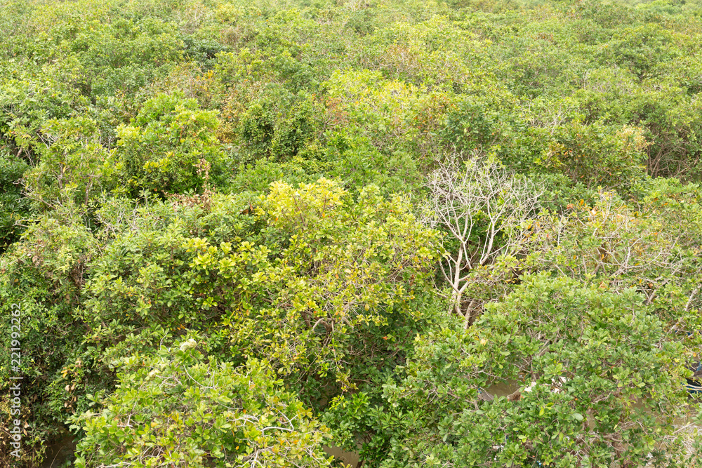 Top view of green mangrove as a background.