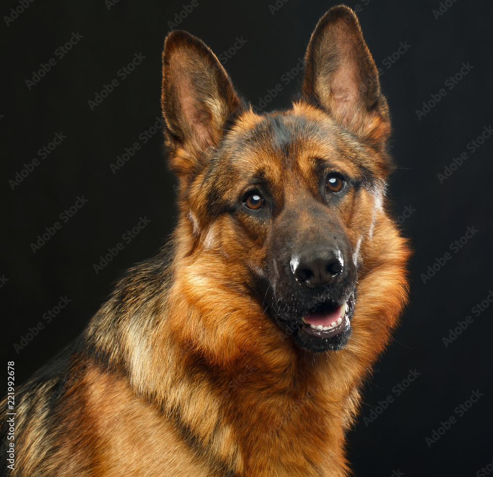 German Shepherd Dog Isolated on Black Background in studio German Shepherd Dog Isolated on Black Background in studio