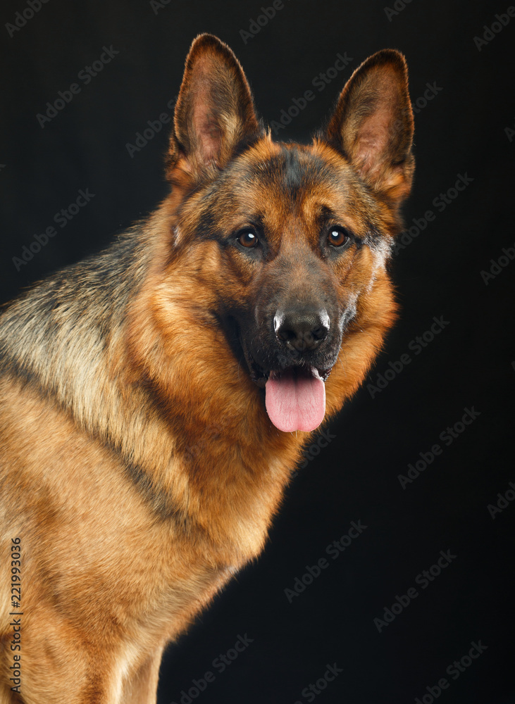 German Shepherd Dog Isolated on Black Background in studio German Shepherd Dog Isolated on Black Background in studio