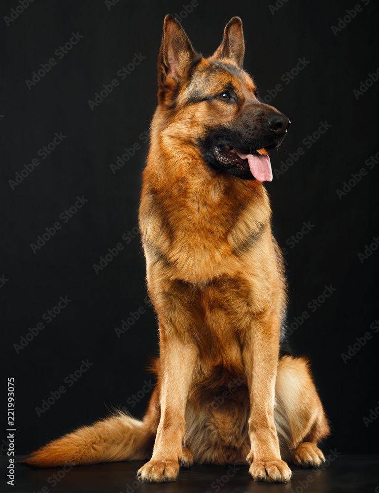 German Shepherd Dog Isolated on Black Background in studio German Shepherd Dog Isolated on Black Background in studio