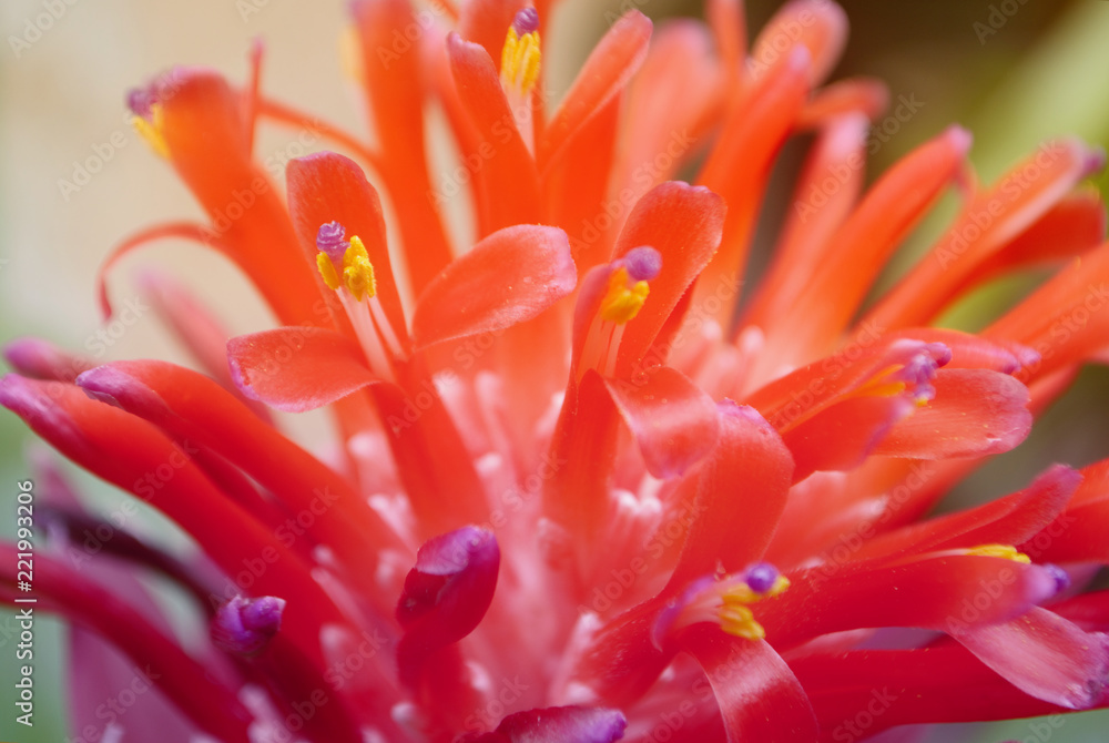 Fototapeta premium red flower blooming spring nature background