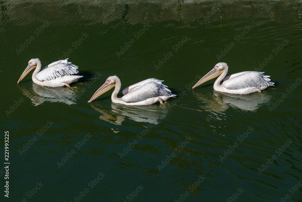 white pelikans swim in green pond white pelikans swim in green pond