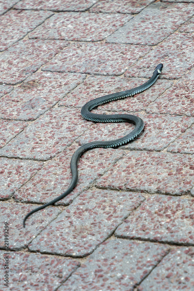 Fototapeta premium On a sunny day in the sun, a snake is crawling