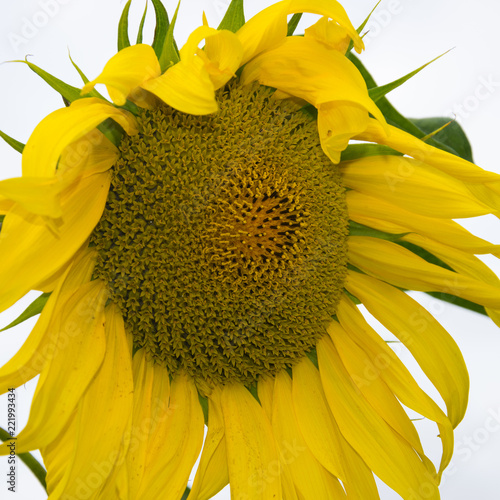 Fototapeta Naklejka Na Ścianę i Meble -  Yellow sunflower close-up. Suflower blossom.