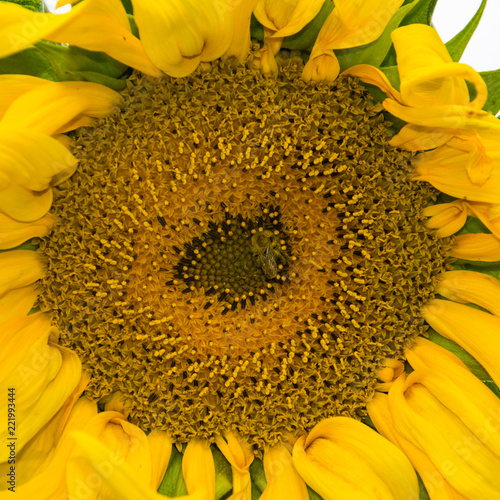 Fototapeta Naklejka Na Ścianę i Meble -  Yellow sunflower close-up. Suflower blossom.