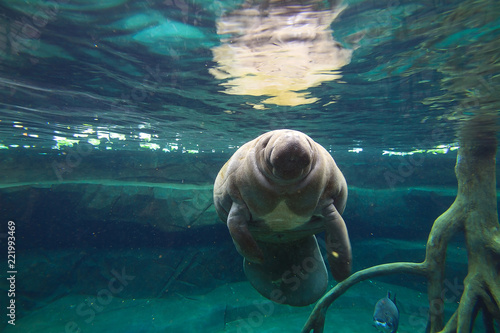 The West Indian manatee (Trichechus manatus, also known as sea cow)
