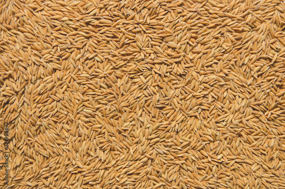 Background and wallpaper by pile of paddy rice and rice seed. Background and wallpaper by pile of paddy rice and rice seed.