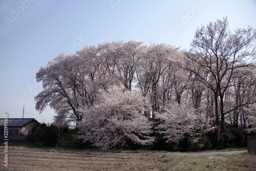 桜