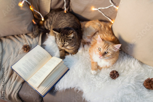 pets, christmas and hygge concept - two cats lying on sofa with book and sheepskin at home in winter